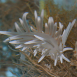 A white sea slug, Bryan Newbold's avatar