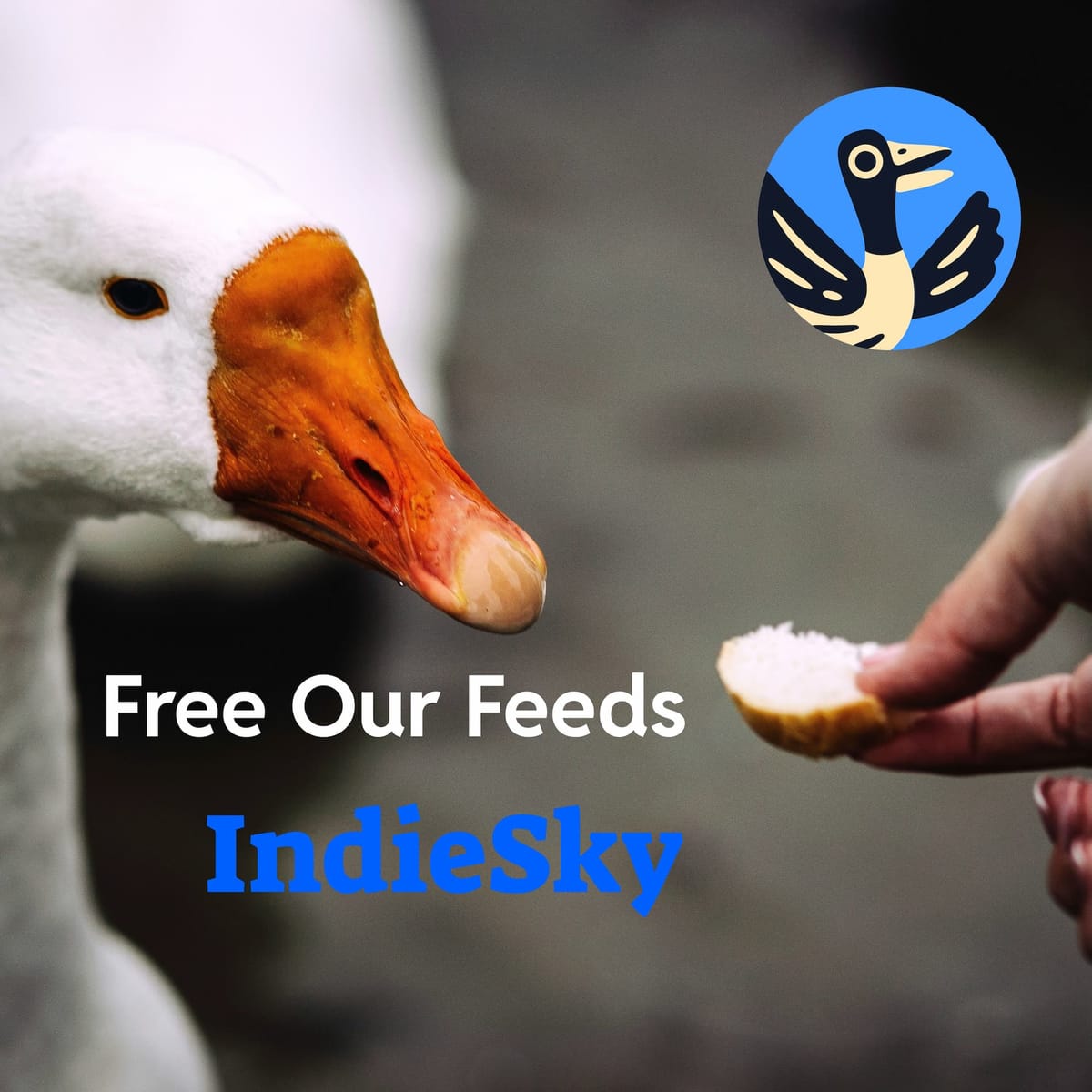 IndieSky working group, 50K donation from Free Our Feeds